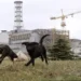 Perros de Chernóbil muestran alteraciones genéticas vinculadas a la radiación