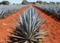 Tequilas: cuántos existen y cuál es el más potente