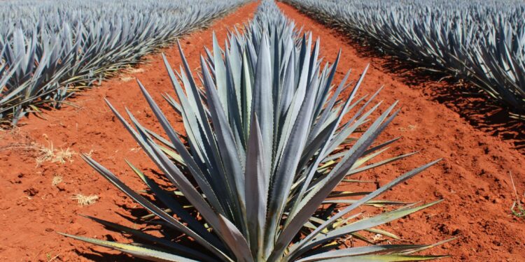 Tequilas: cuántos existen y cuál es el más potente