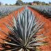 Tequilas: cuántos existen y cuál es el más potente