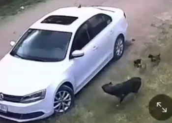 Graban a sujeto que abandona a una perrita junto a sus cachorros; los avienta desde el coche