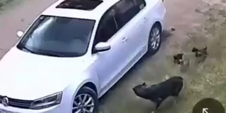 Graban a sujeto que abandona a una perrita junto a sus cachorros; los avienta desde el coche