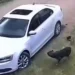 Graban a sujeto que abandona a una perrita junto a sus cachorros; los avienta desde el coche
