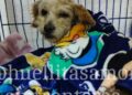 Rescatan a animalitos heridos tras explosión en Puente de La Concordia