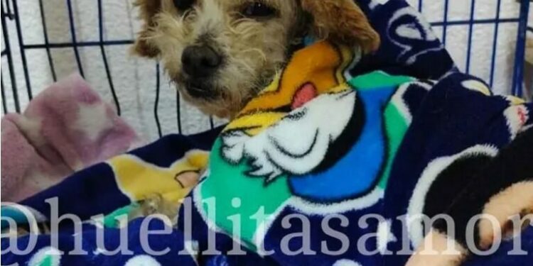 Rescatan a animalitos heridos tras explosión en Puente de La Concordia