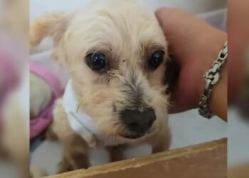 Muere otro cachorro de Cereza; revelan cómo está la perrita rescatada de explosión en Iztapalapa