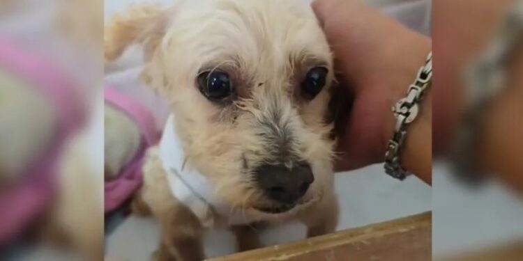 Muere otro cachorro de Cereza; revelan cómo está la perrita rescatada de explosión en Iztapalapa