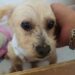 Muere otro cachorro de Cereza; revelan cómo está la perrita rescatada de explosión en Iztapalapa