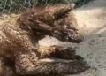 ¡Indignación! Captan a osezna en deplorables condiciones en zoológico de Nuevo León; PROFEPA investiga