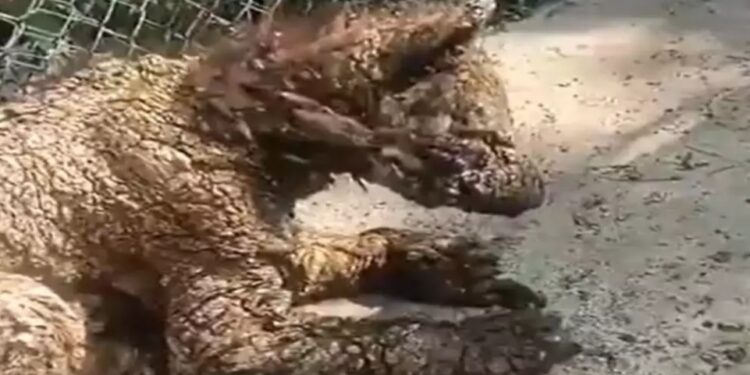 ¡Indignación! Captan a osezna en deplorables condiciones en zoológico de Nuevo León; PROFEPA investiga