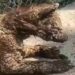 ¡Indignación! Captan a osezna en deplorables condiciones en zoológico de Nuevo León; PROFEPA investiga