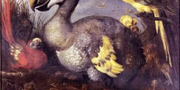 Científicos dan paso clave para la recuperación del extinto dodo con células de pariente vivo