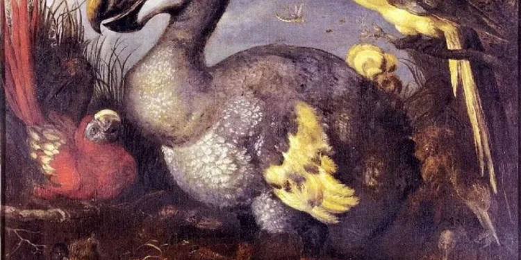 Científicos dan paso clave para la recuperación del extinto dodo con células de pariente vivo