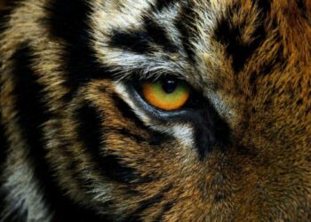 VIDEO| Tigre ataca a veterinaria en reserva natural de Mazamitla, Jalisco