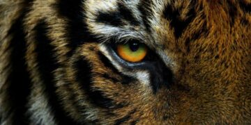 VIDEO| Tigre ataca a veterinaria en reserva natural de Mazamitla, Jalisco