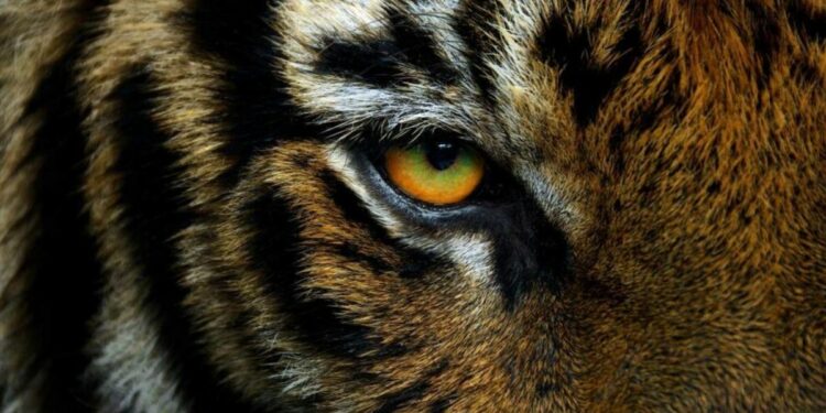 VIDEO| Tigre ataca a veterinaria en reserva natural de Mazamitla, Jalisco