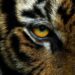 VIDEO| Tigre ataca a veterinaria en reserva natural de Mazamitla, Jalisco