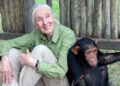 Muere Jane Goodall a los 91 años; adiós a la defensora de los chimpancés y Mensajera de la Paz de la ONU