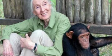 Muere Jane Goodall a los 91 años; adiós a la defensora de los chimpancés y Mensajera de la Paz de la ONU