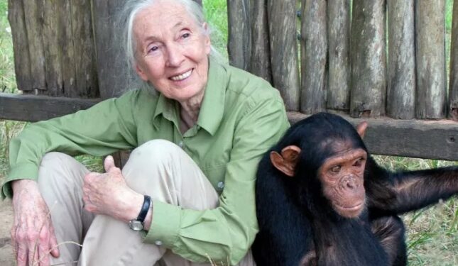 Muere Jane Goodall a los 91 años; adiós a la defensora de los chimpancés y Mensajera de la Paz de la ONU