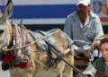 VIDEO | Piden a ayuntamientos aplicar ley para evitar el maltrato animal