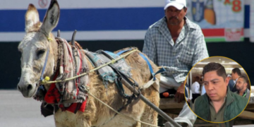 VIDEO | Piden a ayuntamientos aplicar ley para evitar el maltrato animal