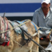 VIDEO | Piden a ayuntamientos aplicar ley para evitar el maltrato animal