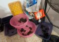 Detienen a 3 por tráfico de especies protegidas hacia EE.UU. y Asia