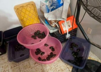 Detienen a 3 por tráfico de especies protegidas hacia EE.UU. y Asia