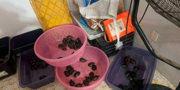 Detienen a 3 por tráfico de especies protegidas hacia EE.UU. y Asia