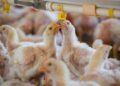 Gripe aviar avanza en Europa; granjas se apresuran a confinar las aves de corral