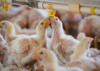 Gripe aviar avanza en Europa; granjas se apresuran a confinar las aves de corral