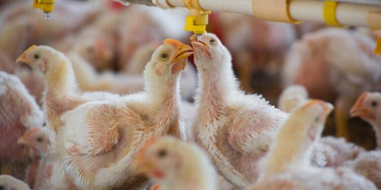 Gripe aviar avanza en Europa; granjas se apresuran a confinar las aves de corral
