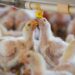 Gripe aviar avanza en Europa; granjas se apresuran a confinar las aves de corral
