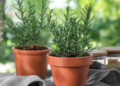 5 plantas que absorben la humedad del baño y refrescan tu hogar
