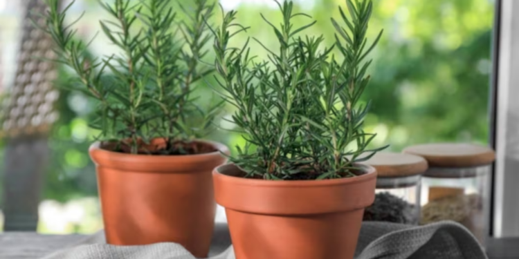 5 plantas que absorben la humedad del baño y refrescan tu hogar