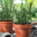 5 plantas que absorben la humedad del baño y refrescan tu hogar