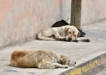 Aumentan reportes de perros abandonados en la primera semana de diciembre