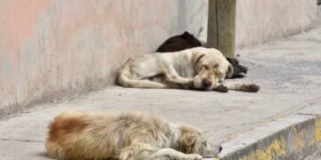 Aumentan reportes de perros abandonados en la primera semana de diciembre