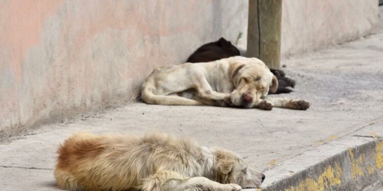 Aumentan reportes de perros abandonados en la primera semana de diciembre