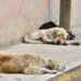 Aumentan reportes de perros abandonados en la primera semana de diciembre