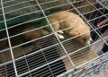 Venta ilegal de animales continúa sin freno en el Tianguis de las Vías; autoridades municipales omisas
