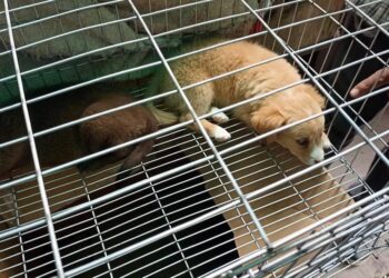 Venta ilegal de animales continúa sin freno en el Tianguis de las Vías; autoridades municipales omisas