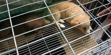 Venta ilegal de animales continúa sin freno en el Tianguis de las Vías; autoridades municipales omisas