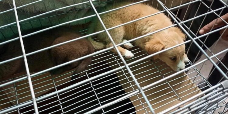 Venta ilegal de animales continúa sin freno en el Tianguis de las Vías; autoridades municipales omisas