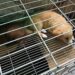 Venta ilegal de animales continúa sin freno en el Tianguis de las Vías; autoridades municipales omisas