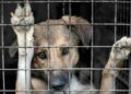 Denuncias por crueldad animal aumentan en SLP; asociaciones alertan por abandono y violencia normalizada