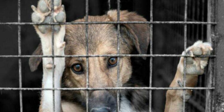 Denuncias por crueldad animal aumentan en SLP; asociaciones alertan por abandono y violencia normalizada