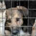 Denuncias por crueldad animal aumentan en SLP; asociaciones alertan por abandono y violencia normalizada