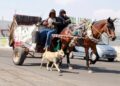 Persisten animales de carga en la capital potosina pese a prohibiciones